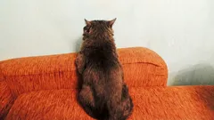 Non aspettate che il gatto “si faccia avvicinare”: create le condizioni perché lo voglia lui