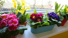 Come avere un davanzale fiorito tutto l’anno: 5 piante e un segreto decisivo