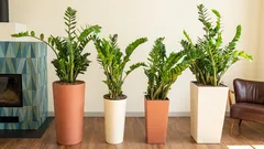 Lo zamioculcas non produce nuove foglie: la causa principale che si dimentica