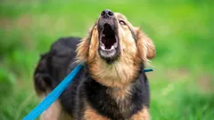 Il segreto per incontri tranquilli con altri cani: cosa fanno i professionisti